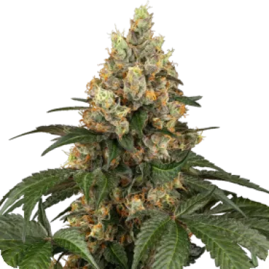 Sensi Seed Bank Cannabis Seeds Chocolate Rainbow Xxl