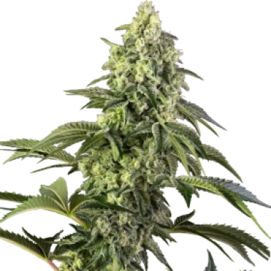 Sensi Seed Bank Cannabis Seeds Cosmic Kiss