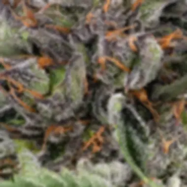 Sensi  Seed  Bank  Cannabis  Seeds  Papaya  Jealousy