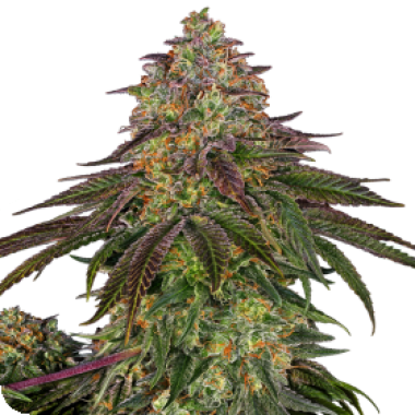 Sensi  Seed  Bank  Cannabis  Seeds  Sweet  Cherry  Kush