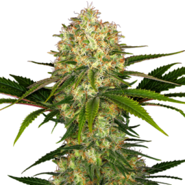 Sensi Cannabis Seeds Afghani 1