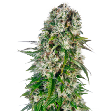 Sensi Cannabis Seeds Big Bud Automatic