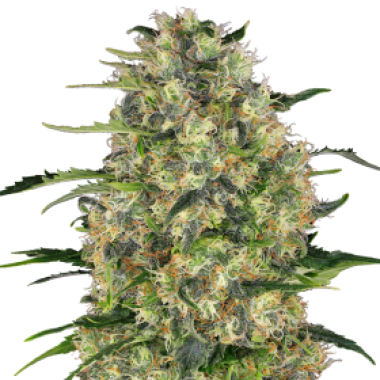 Sensi Cannabis Seeds Black Domina