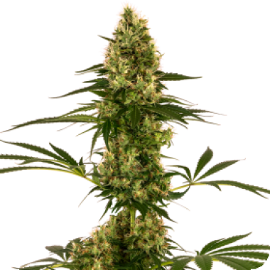 Sensi Cannabis Seeds Blue Bullet Auto