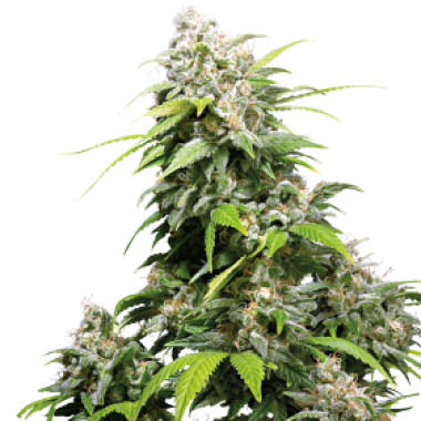 Sensi Cannabis Seeds California Indica