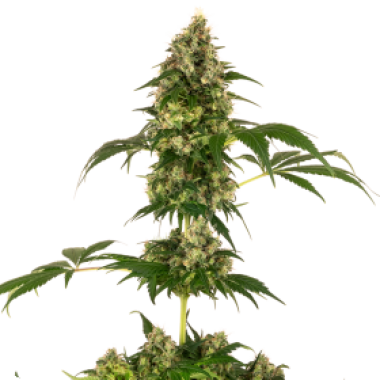 Sensi Cannabis Seeds Cobalt Haze