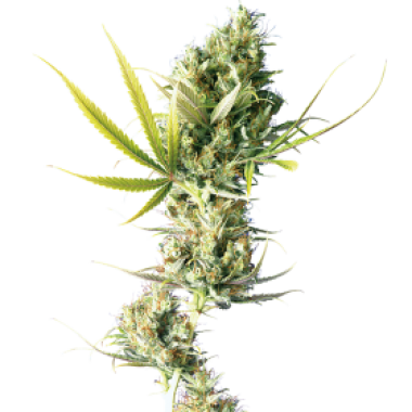 Sensi Cannabis Seeds Durban