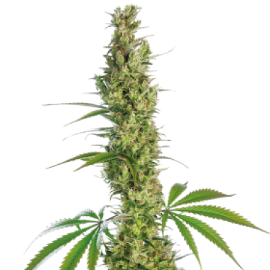 Sensi Cannabis Seeds Eagle Bill