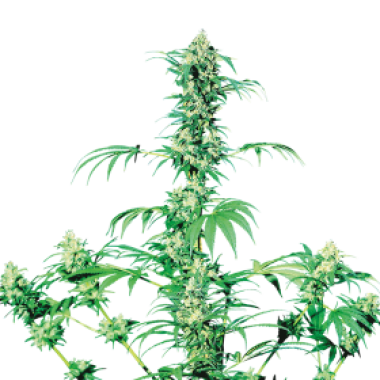 Sensi Cannabis Seeds Early Girl