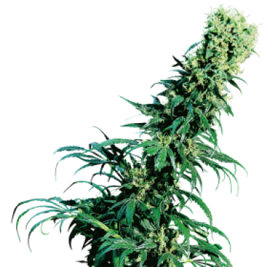 Sensi Cannabis Seeds Early Pearl