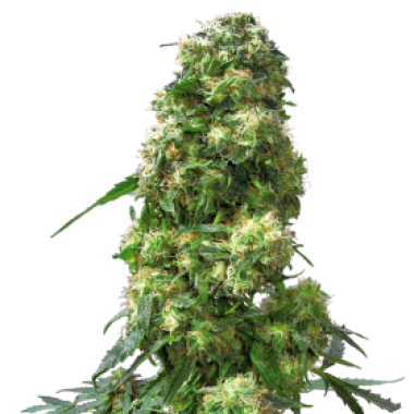 Sensi Cannabis Seeds Early Skunk