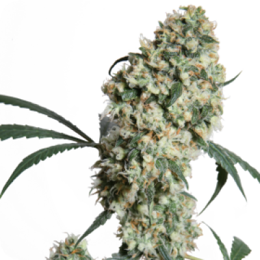 Sensi Cannabis Seeds Ed Rosenthal Superbud