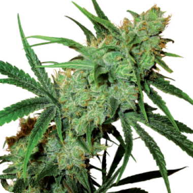 Sensi Cannabis Seeds Fruity Juice