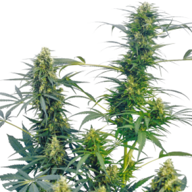 Sensi Cannabis Seeds Guerilla S Gusto
