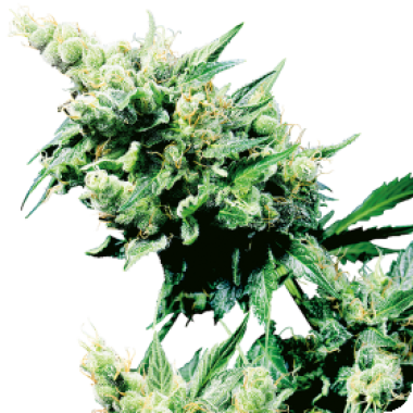 Sensi Cannabis Seeds Hash Plant