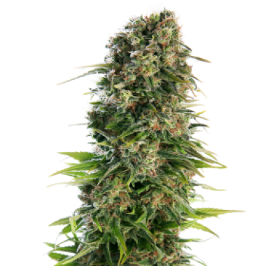 Sensi Cannabis Seeds Hindu Kush Auto