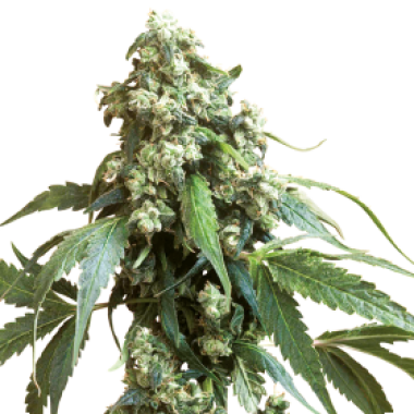 Sensi  Cannabis  Seeds  Jack  Flash