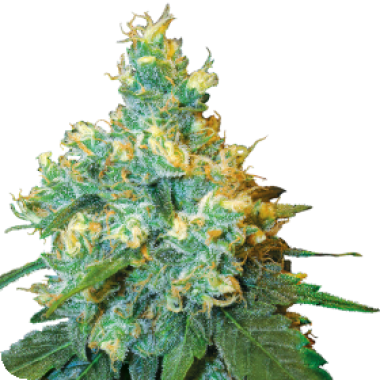 Sensi Cannabis Seeds Jack Herer