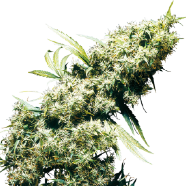 Sensi  Cannabis  Seeds  Jamaican  Pearl