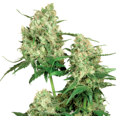 Sensi  Cannabis  Seeds  Maple  Leaf  Indica