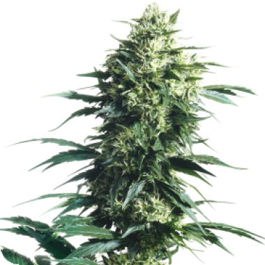 Sensi  Cannabis  Seeds  Mother  S  Finest