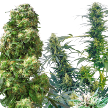 Sensi  Cannabis  Seeds  Outdoor  Mix