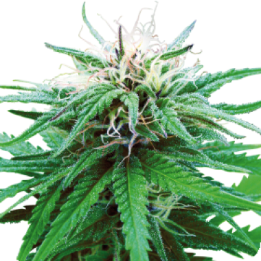 Sensi  Cannabis  Seeds  Ruderalis  Indica