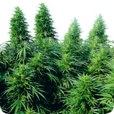 Sensi  Cannabis  Seeds  Ruderalis  Skunk