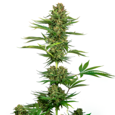 Sensi  Cannabis  Seeds  Satin  Black  Domina  Cbd