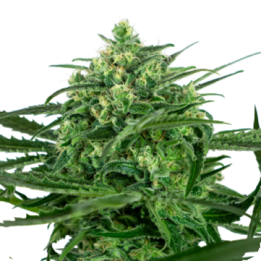 Sensi Cannabis Seeds Sensi Amnesia