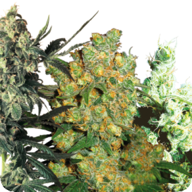 Sensi  Cannabis  Seeds  Sensi  Mix