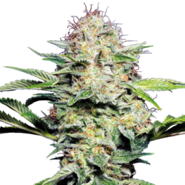 Sensi  Cannabis  Seeds  Sensi  Skunk  Auto