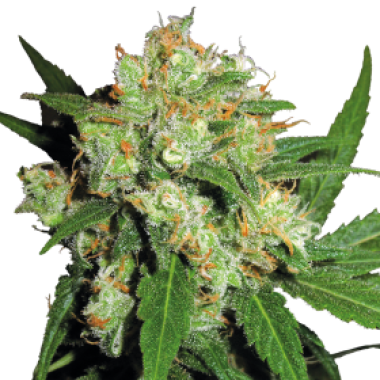 Sensi  Cannabis  Seeds  Sensi  Skunk