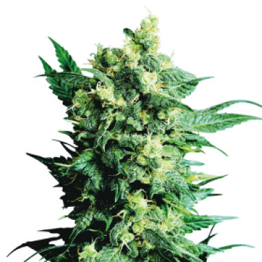 Sensi  Cannabis  Seeds  Shiva  Shanti  Ii