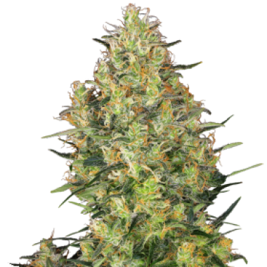 Sensi  Cannabis  Seeds  Shiva  Skunk