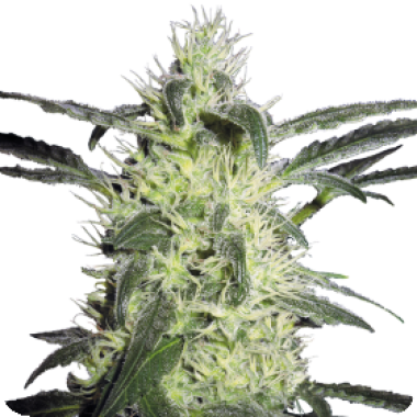 Sensi  Cannabis  Seeds  Silver  Haze