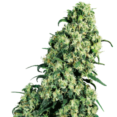 Sensi  Cannabis  Seeds  Skunk 1