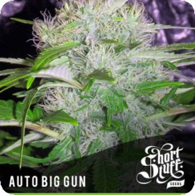 Short  Stuff  Cannabis  Seeds  Auto  Big  Gun