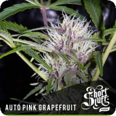 Short  Stuff  Cannabis  Seeds  Auto  Pink  Grapefruit