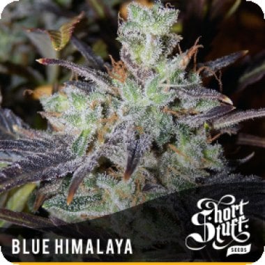 Short  Stuff  Cannabis  Seeds  Blue  Himalaya