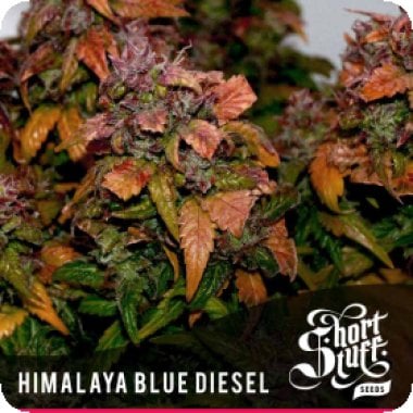 Short  Stuff  Cannabis  Seeds  Himalayan  Blue  Diesel