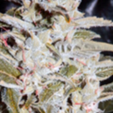 Short Stuff Cannabis Seeds Himalayan Orange Diesel