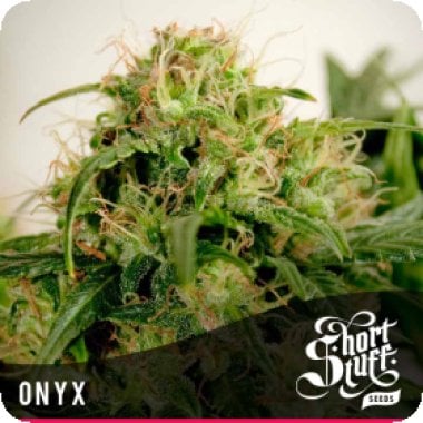 Short Stuff Cannabis Seeds Onyx