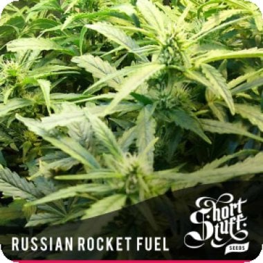Short Stuff Cannabis Seeds Russian Rocket Fuel