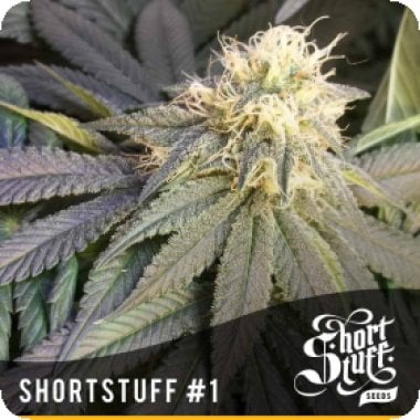 Short  Stuff  Cannabis  Seeds  Short  Stuff 1