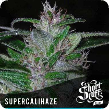 Short Stuff Cannabis Seeds Super Cali Haze