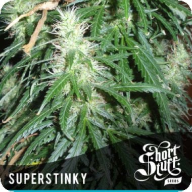 Short Stuff Cannabis Seeds Super Stinky Super Auto