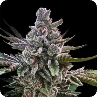 Silent  Cannabis  Seeds  Acai  Jelly  By  Sherbinskis