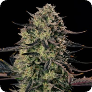 Silent  Cannabis  Seeds  Alien  Gas  Xxl  Auto