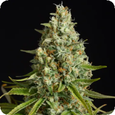 Silent  Cannabis  Seeds  Amnesia  Lemon